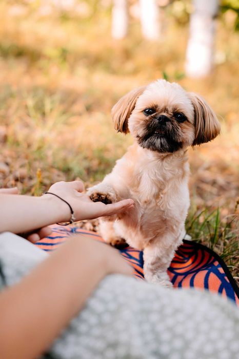 Petsitter Dogsitter Catsitter - Profesjonalna opieka nad Kotem Psem