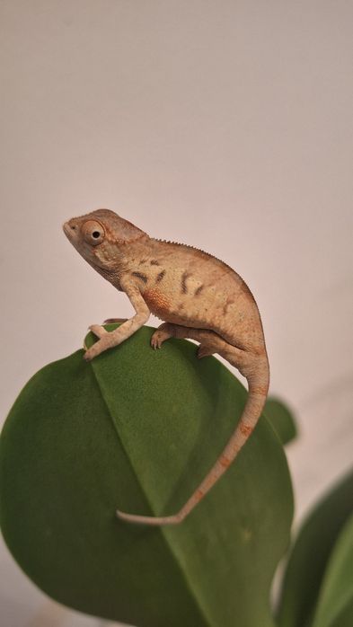 Kamelon lamparci