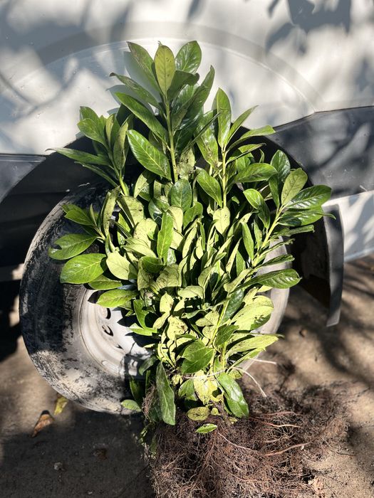 Laurowisnia  Novita goly korzen 60-80cm