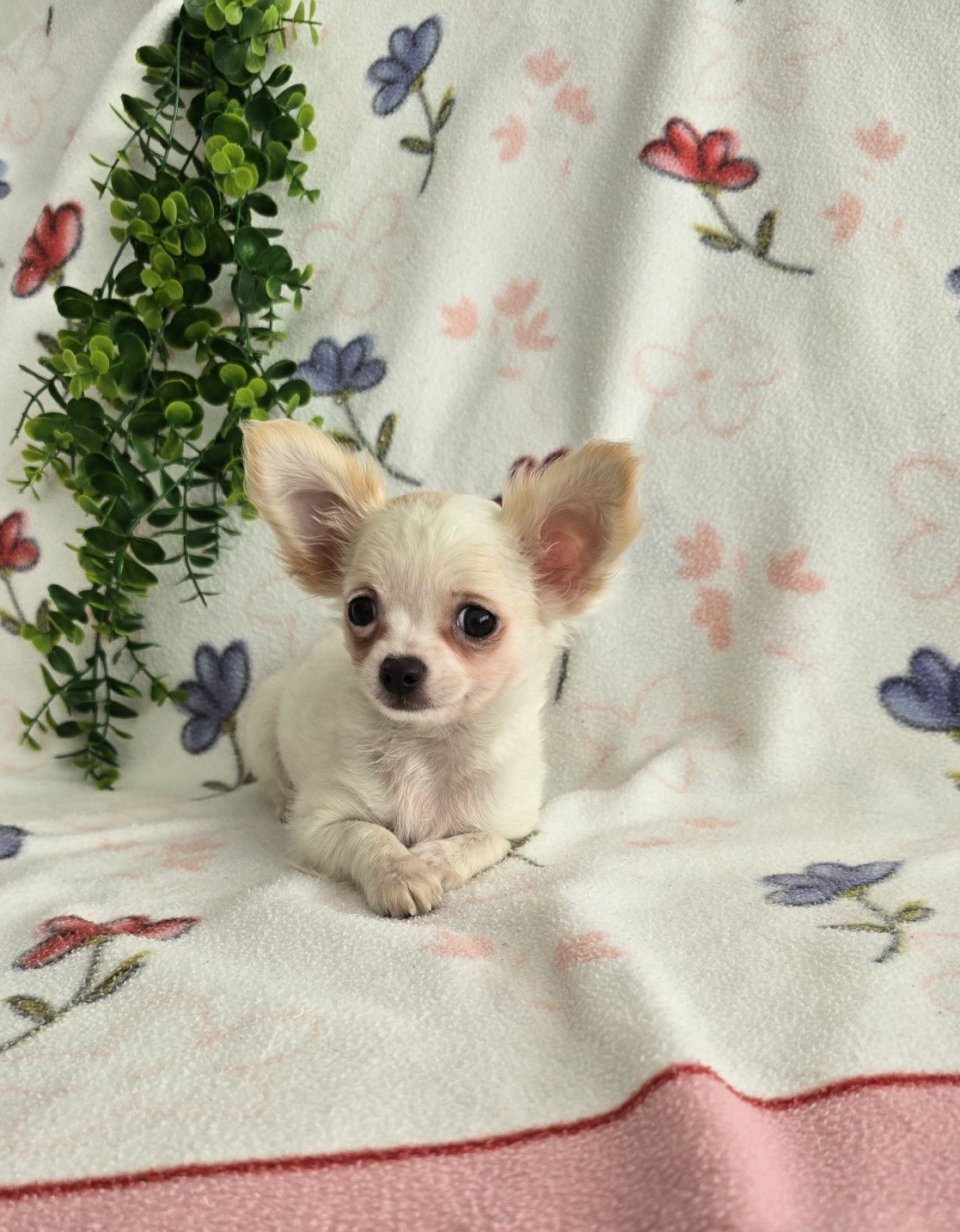 Mini Tesourinho semi pelo Chihuahua/Chiuaua LinhagemRussa. Qualidade