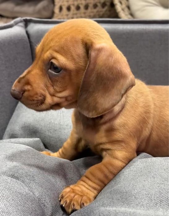 Teckel Femea miniatura castanha