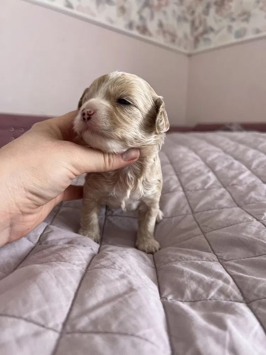 Милые Мальтипу Днепр Мальтипу болонка Мальтипу гипоаллергенный