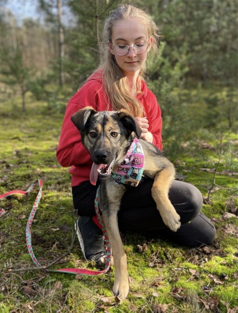 Holly - 10 miesięczna sunia marnuje się w schronisku