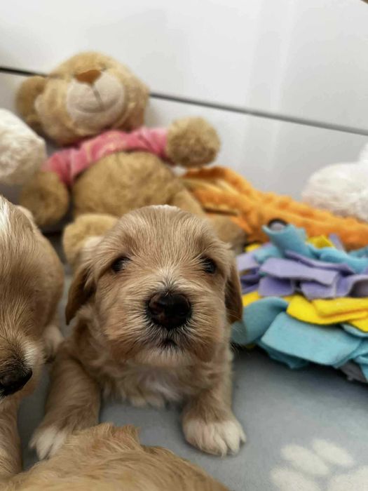 Śliczna sunia maltipoo - Do rezerwacji
