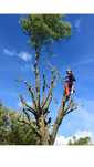 Wycinka drzew alpinistyczne arborystyka przycinanie tui
