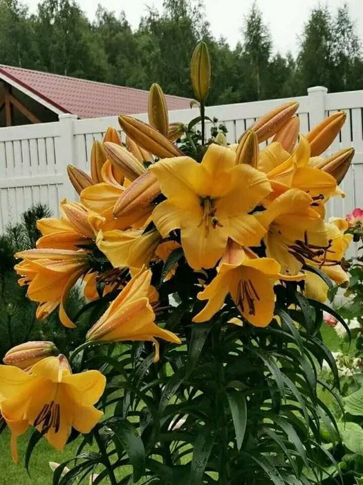 Лілія високі/низькі