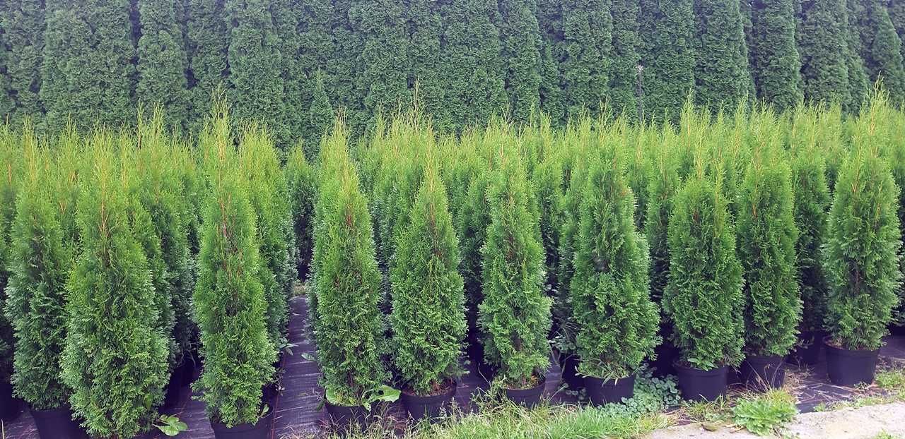 Tuja Szmaragd 150CM Wys hodowane w doniczce THUJA Smaragd