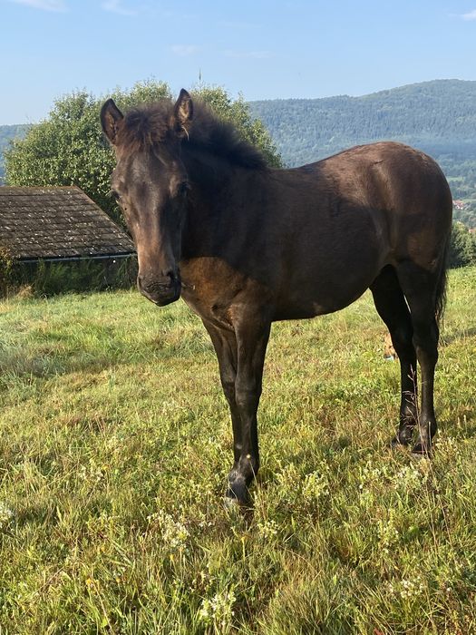 Trzy klacze, hodowla , rajdy, rekreacja, hipoterapia