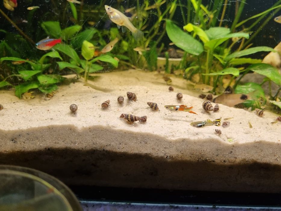 Ślimak Helenka pogromca niechcianych ślimaków w akwarium