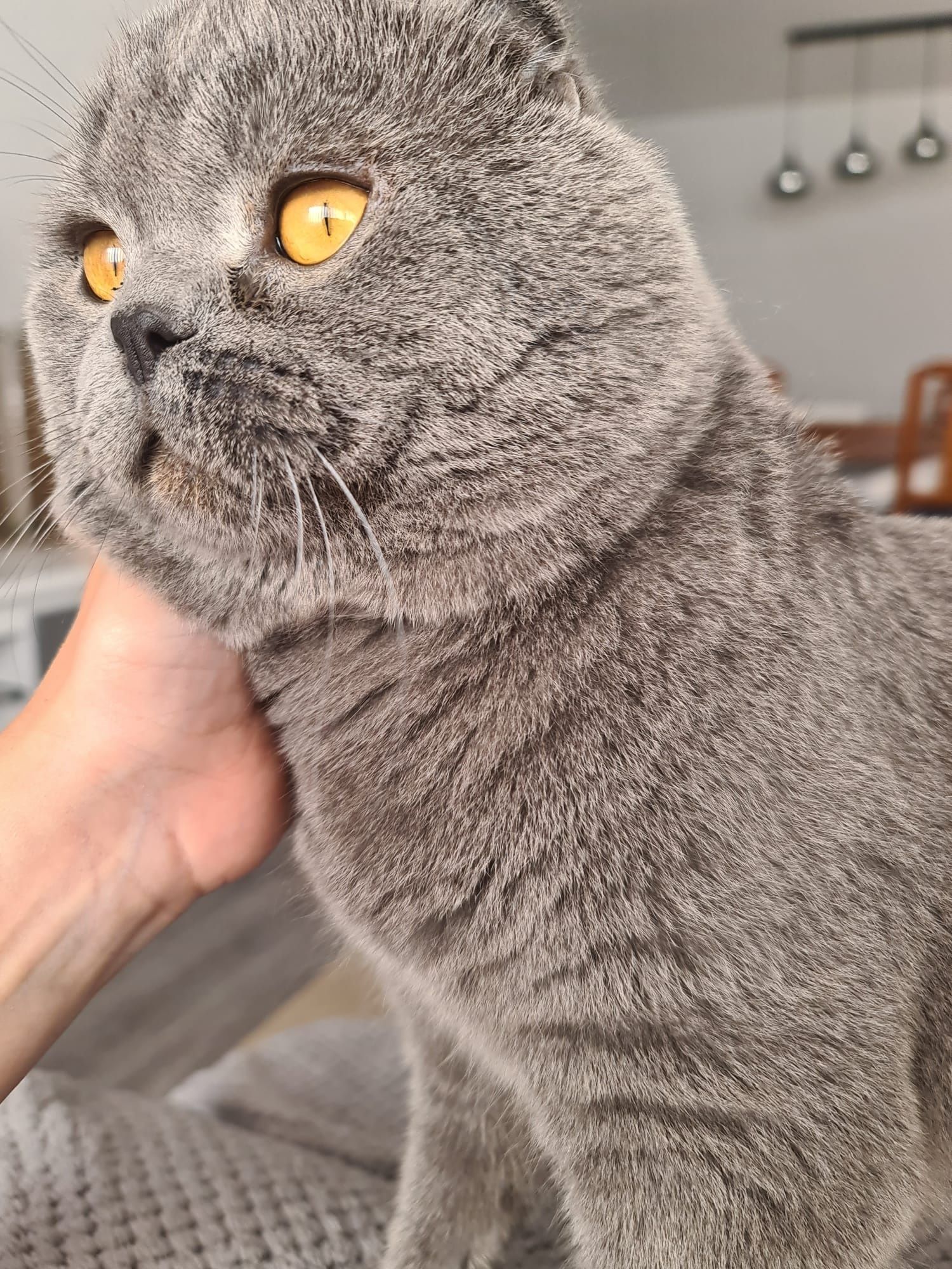 Scottish Fold  para acasalar