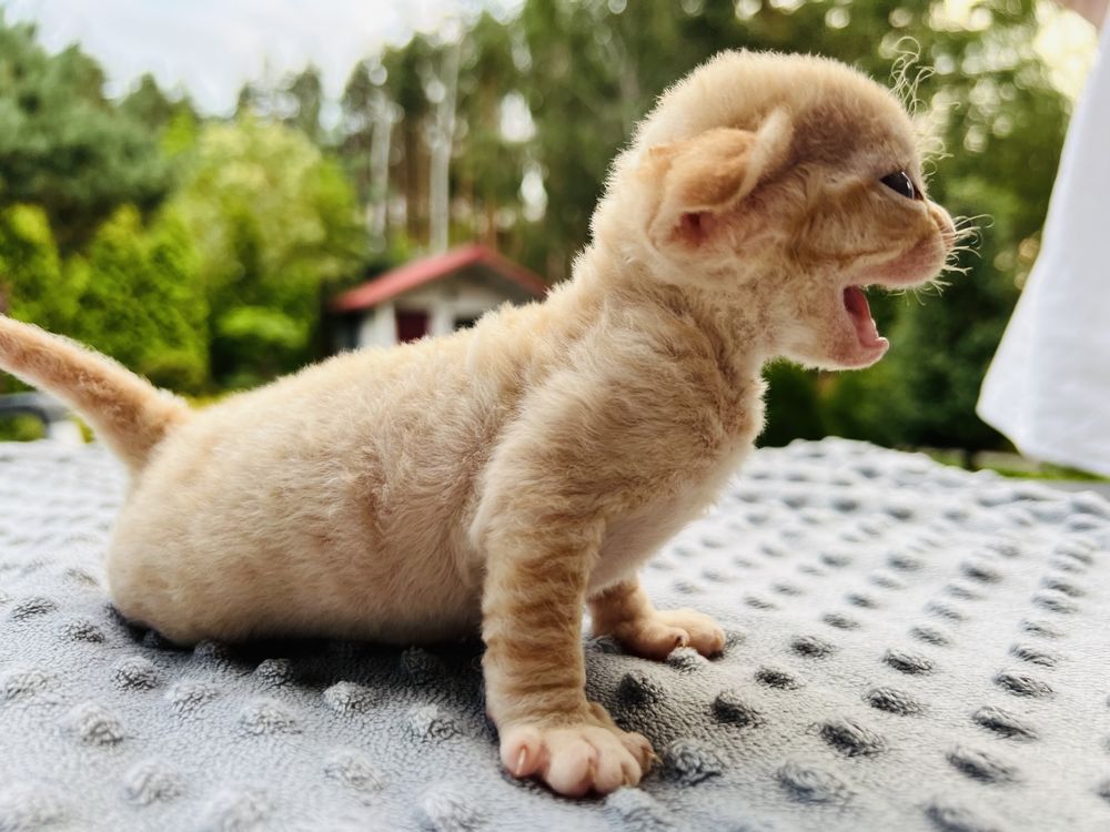 Ideakny hodowlany chlopiec devon rex