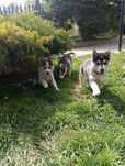 Sprzedam Pięknego szczeniaka rasy Syberian husky z rodowodem