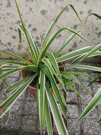 Muda planta chlorophytum comosum planta das aranhas
