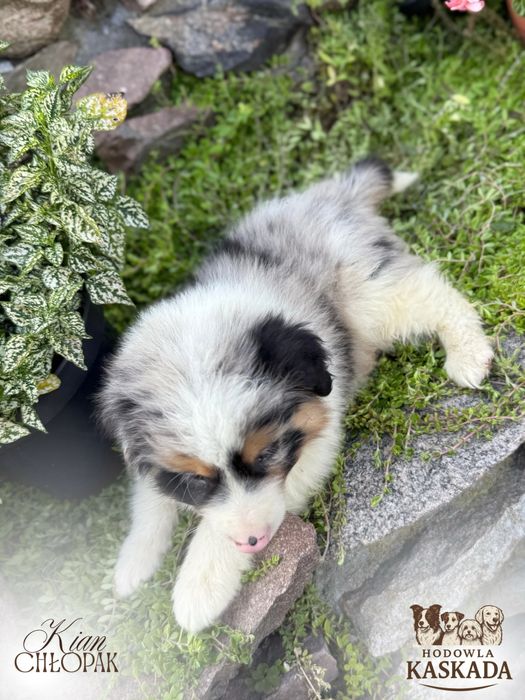 Piesek Border Collie o unikatowym umaszczeniu