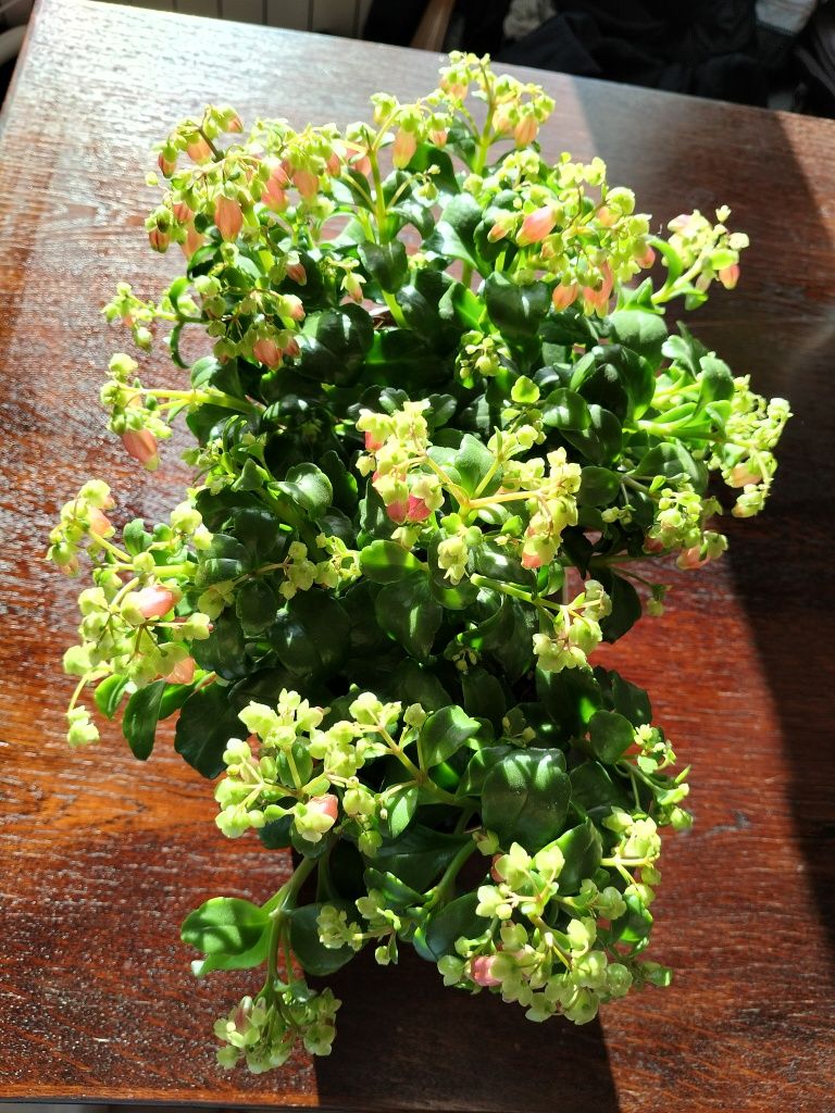 Kalanchoe Dream Bells