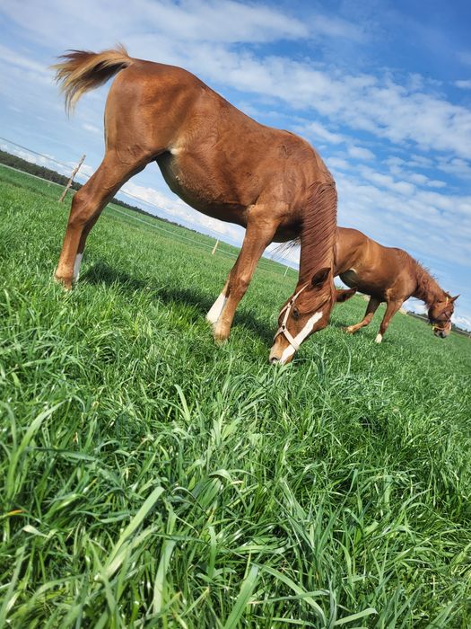 Sprzedam Klacz Małopolska 1.5 roku dotacyjna