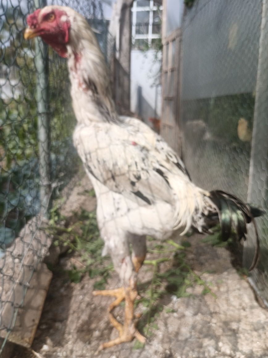 Galinhas Índio Gigante