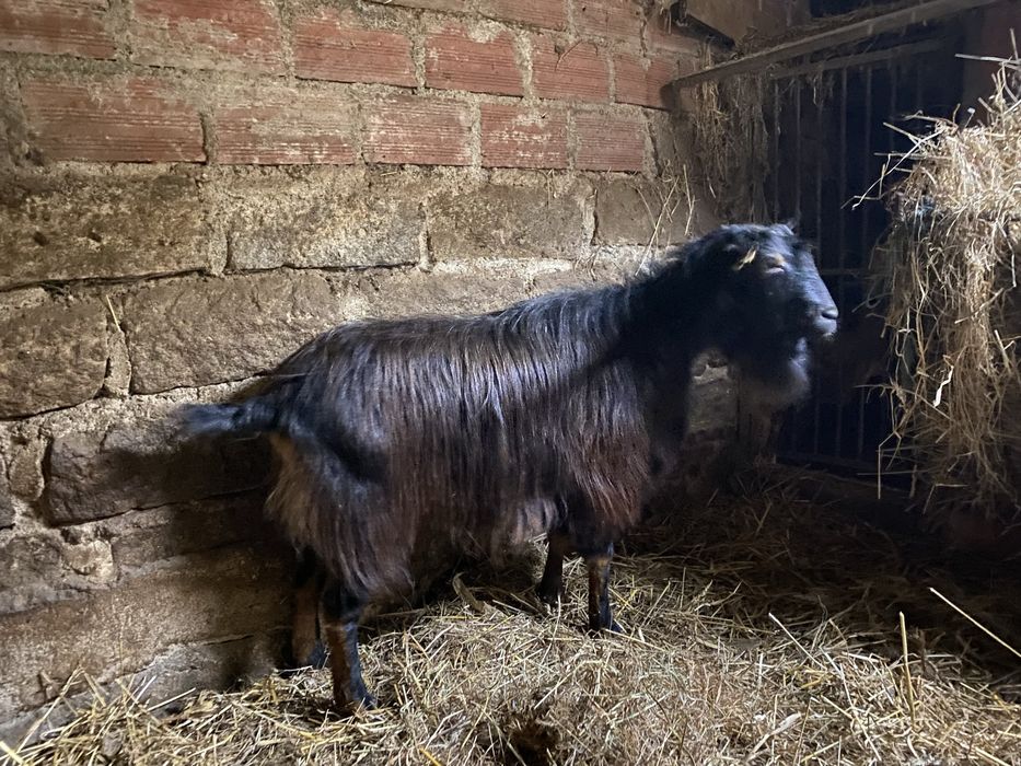 Cabrito raça geande