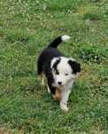 Border Collie piesek piękny