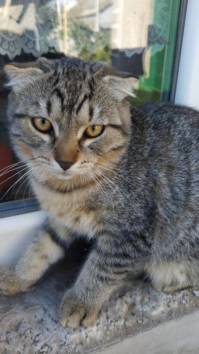 Кошечка и котикв хорошие руки