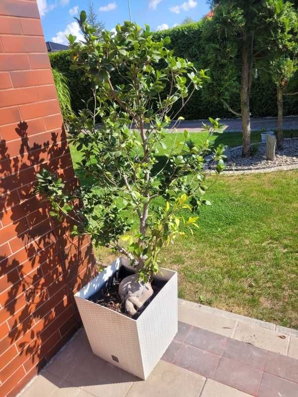 Bonsai Ficus Microcarpa