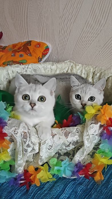 Сріблясті шиншили дівчинка і хлопчик