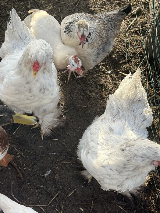 Duas femeas brahma splash