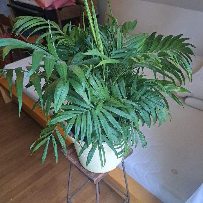 Roślina doniczkowa palma ładna Areca 'Dypsis"