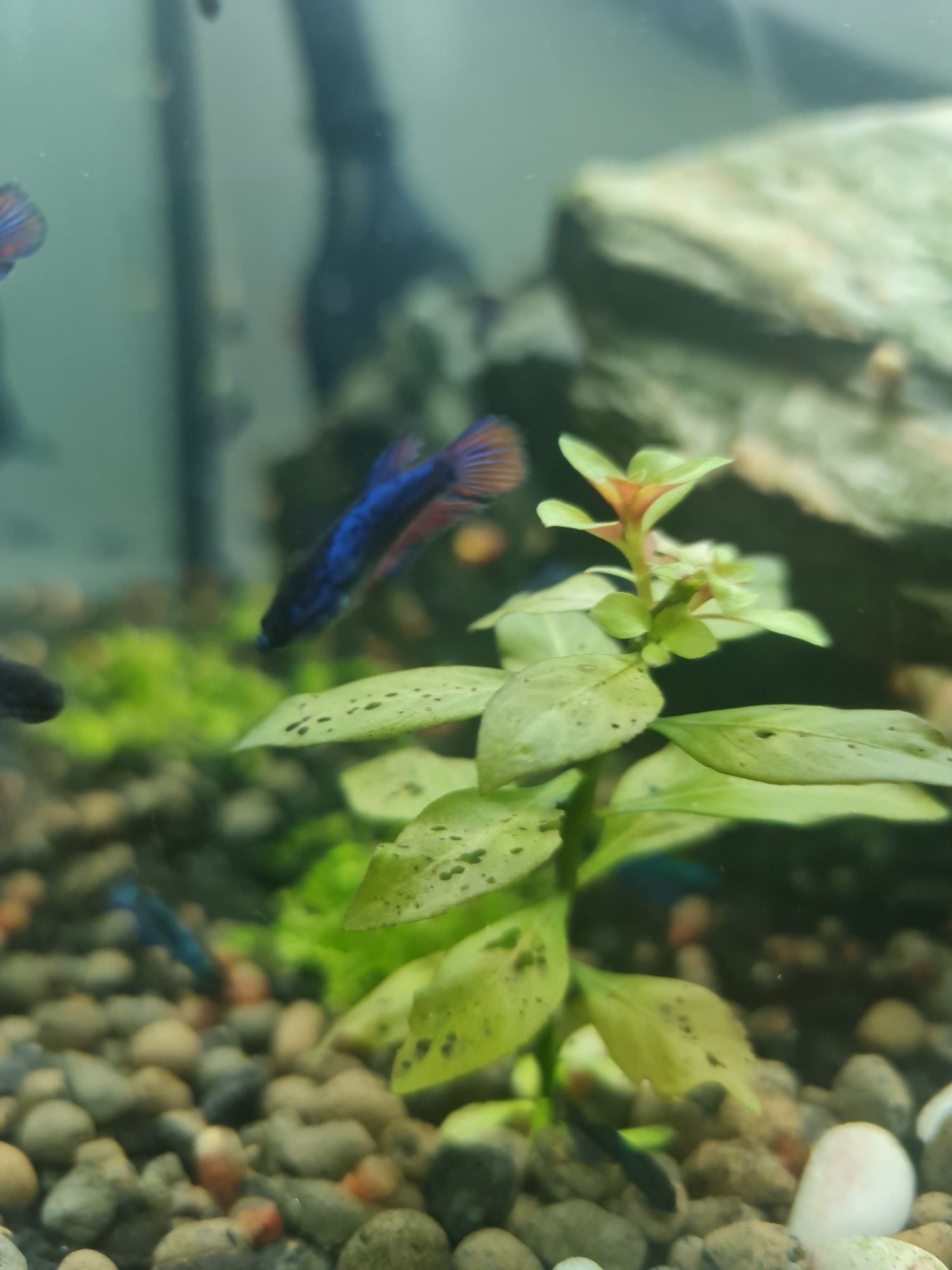 Betta crowntail betta splendens