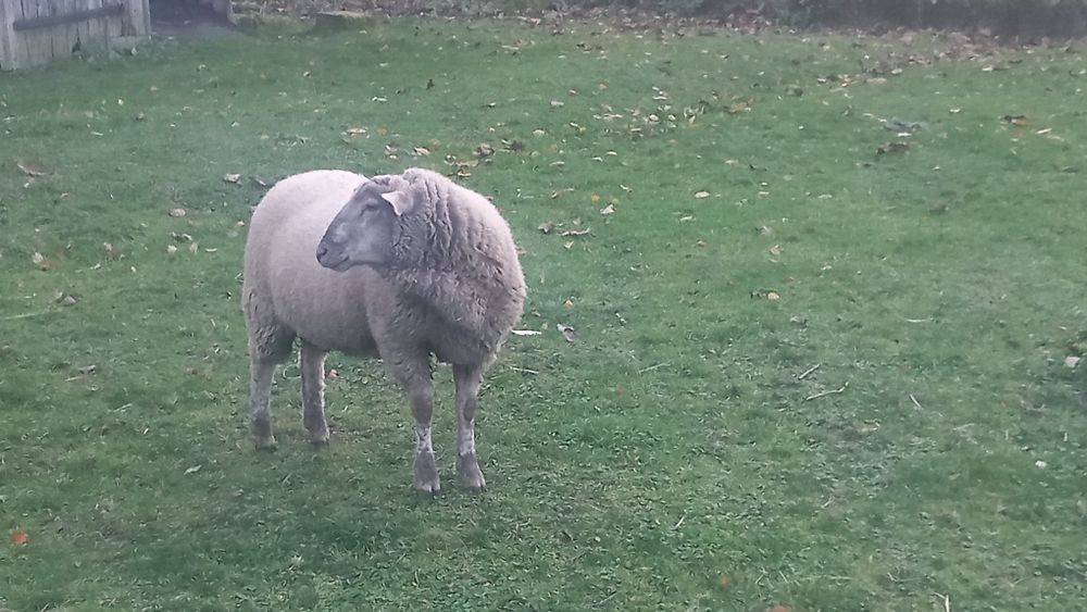 Baran Tryk Owca Jagnie