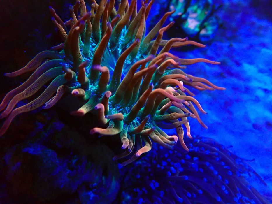 Ukwiał Entacmea quadricolor Rainbow