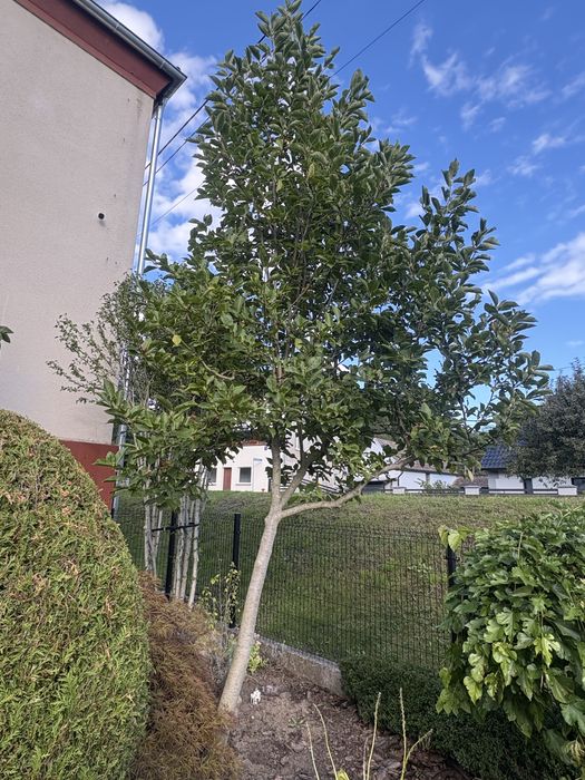 Magnolia duże drzewa yellow river