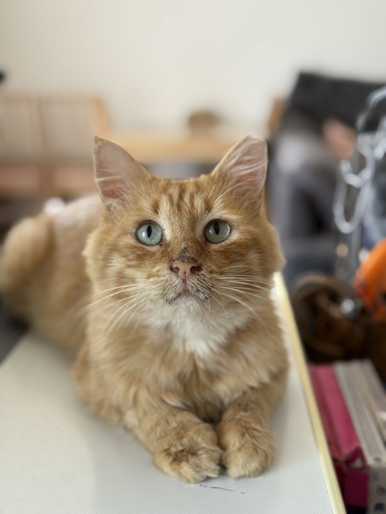 Gato meigo e mimalho