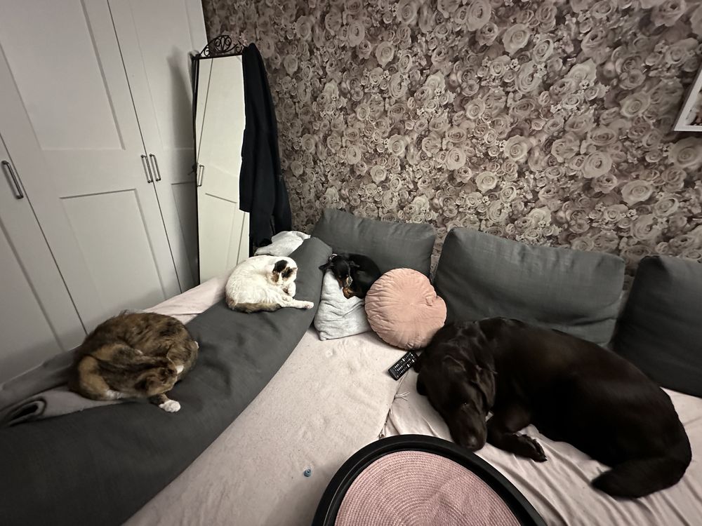 Oddam dwie kotki w dobre rece