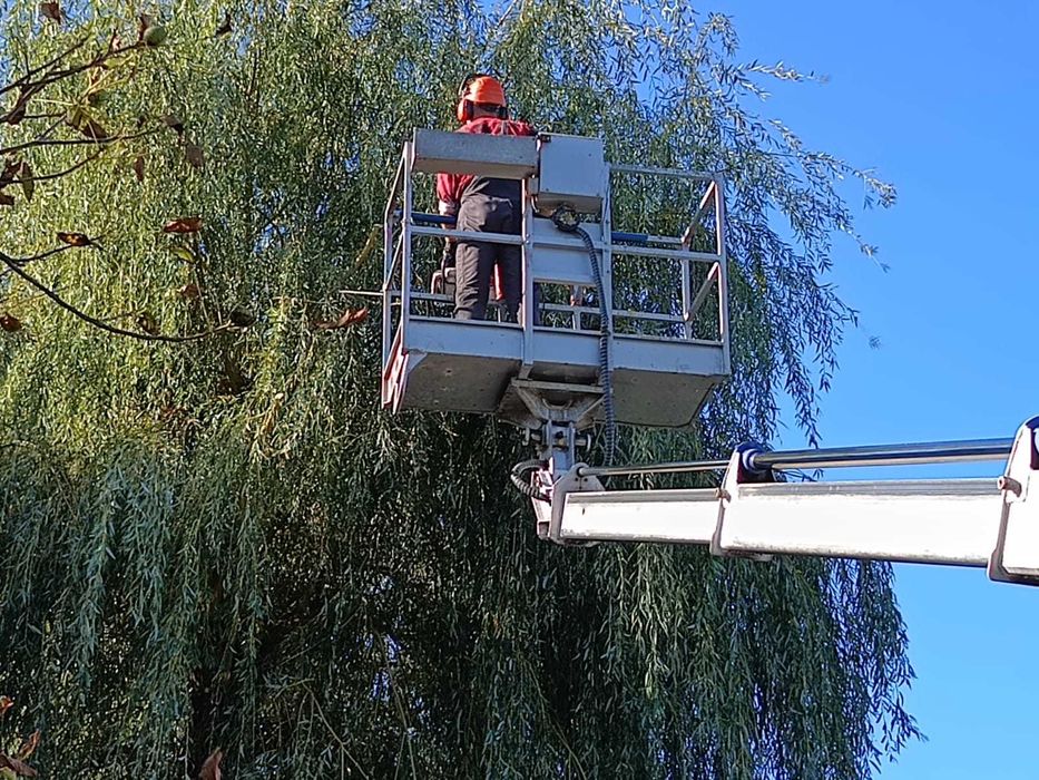 Wycinka drzew, przycinanie i skracanie żywopłotów, wywóz ścinek