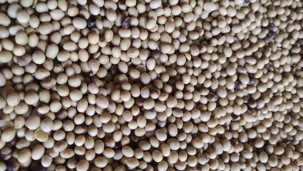 Soja abaca zbior 2025