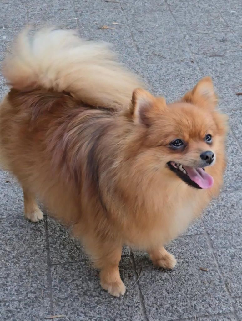 Szpic miniaturowy / pomeranian