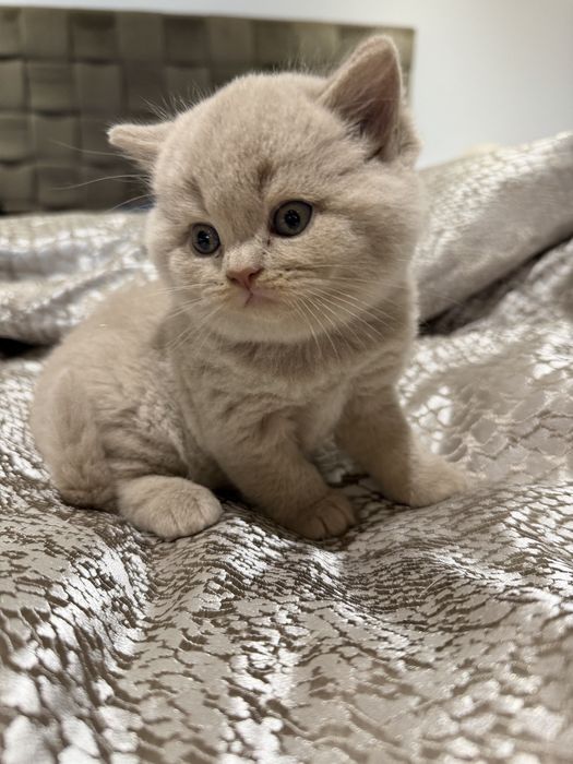 Macho British  Shorthair   com LOP