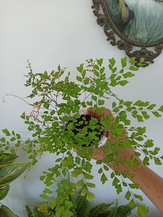 Папоротник адиантум венерин волос домашнее растение