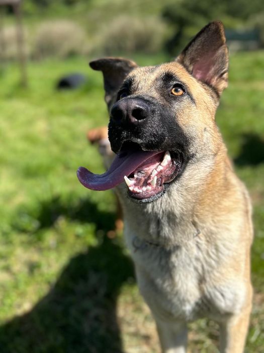 Cadela - Serra da Estrela com Pastor Alemão