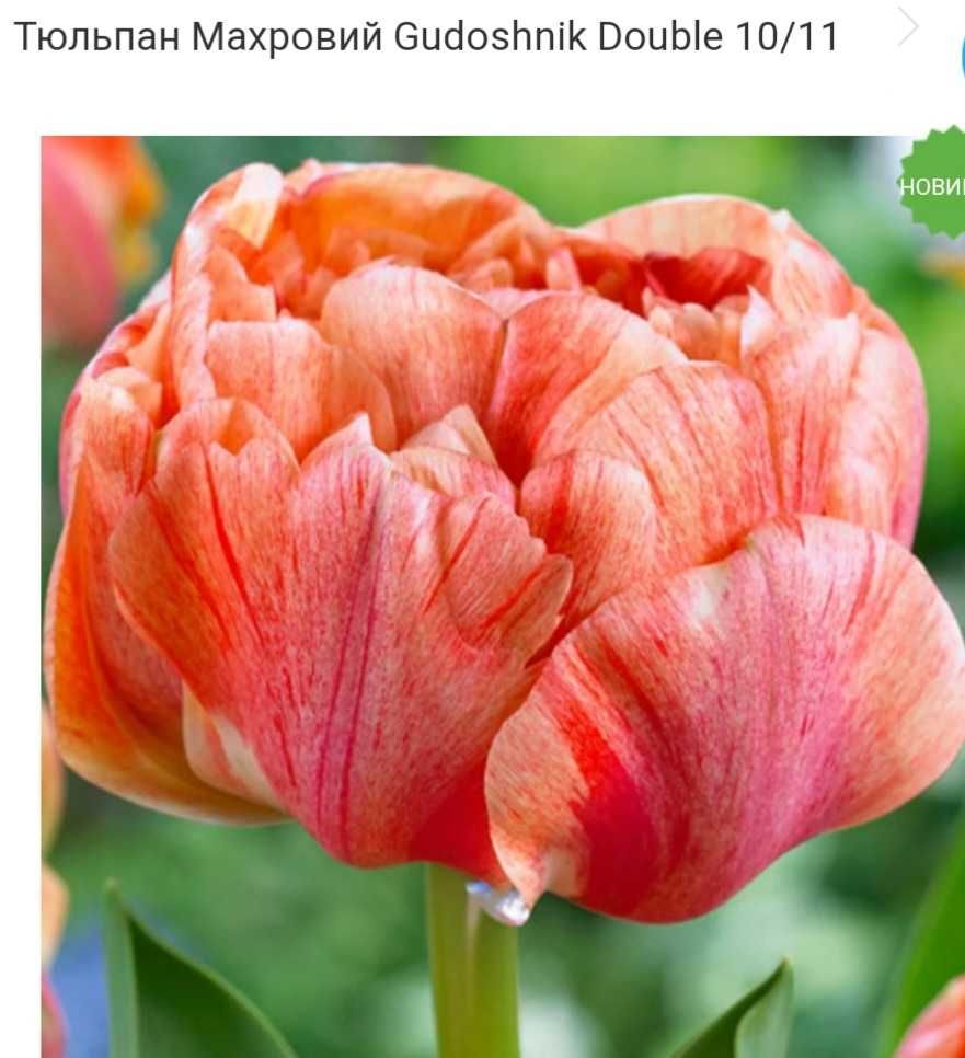 Тюльпани. Цибулини Голландія