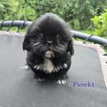 Czarny słodki szczeniaczek ShihTzu