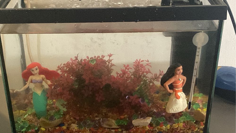 Aquário e peixes