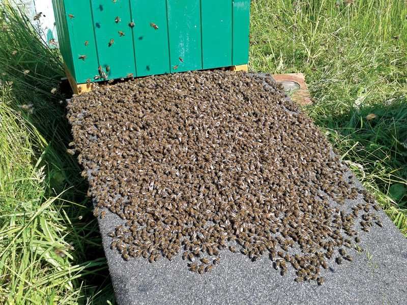 RÓJ PSZCZÓŁ - Zaginął, Uciekł - Daj Nam Znać Jak Go Zobaczysz