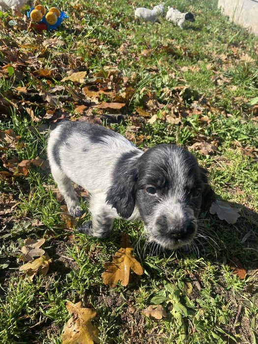 Спаніель цуценята