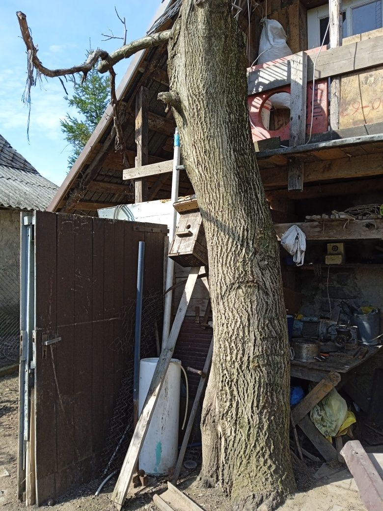 Sprzedam pień drzewa orzech