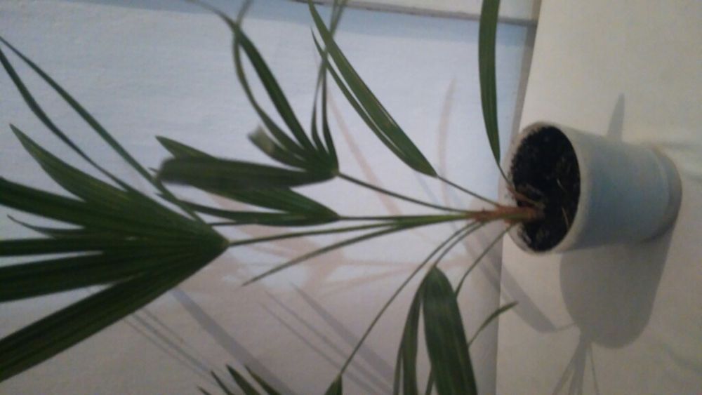 Пальмы веерные,посеяные из семян.Не прихотливые.