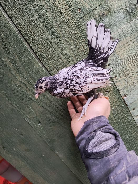 Sebrytki sebrytka  silka silki kurczaki kurki kury