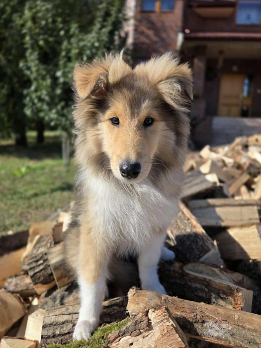 Gotowy do odbioru-Szczeniak Owczarek Szkocki Długowłosy Collie FCI