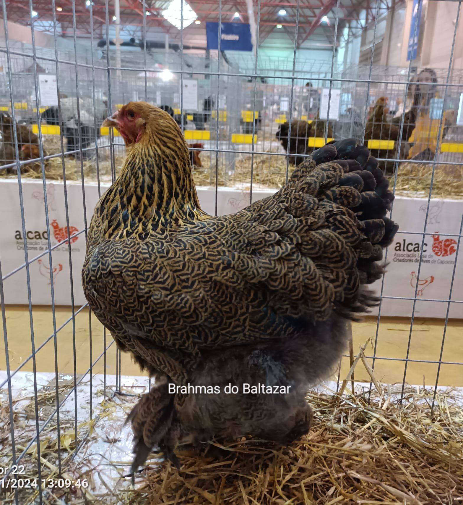Brahma Perdiz dourada {ovos}